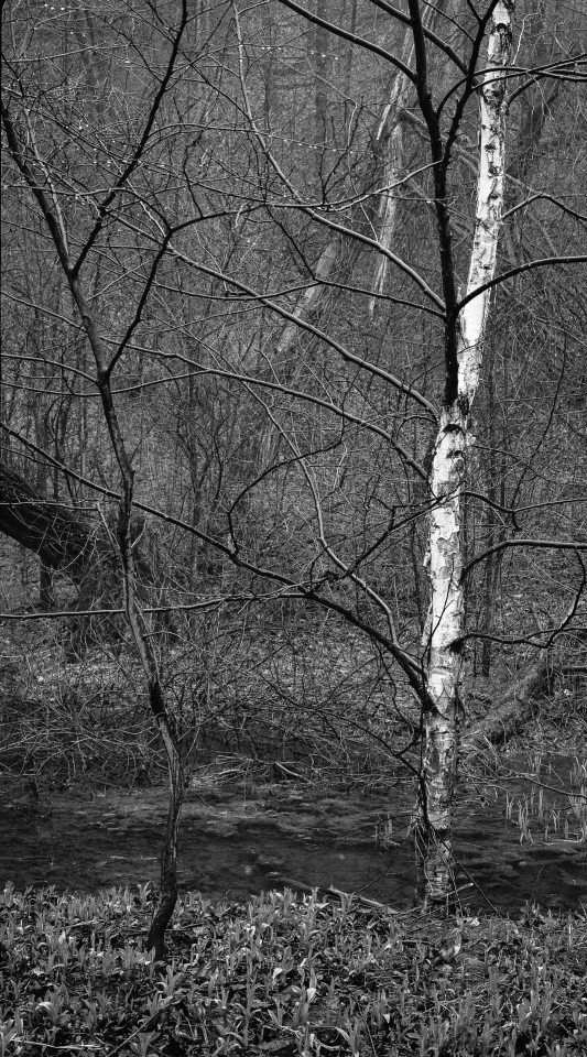 Wilket Creek Birch 001